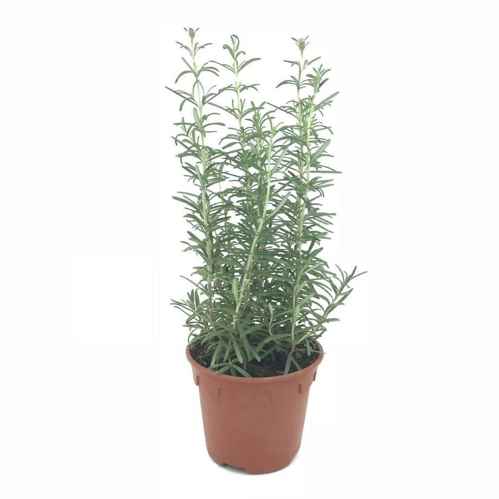 Fragrant Herbs in Anthracite Corsica Easy Hanger Trio