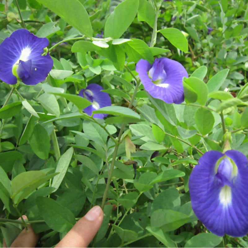 Clitoria ternatea, Blue Pea Vine, Butterfly Pea (0.3m)