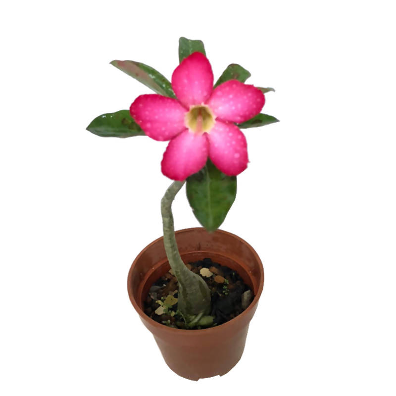 Adenium obesum, Desert Rose, Impala Lily (0.35m)