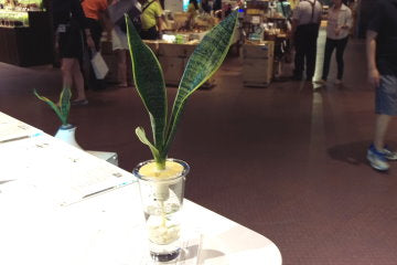 Hydroponic Bonsai in Pretty Vase