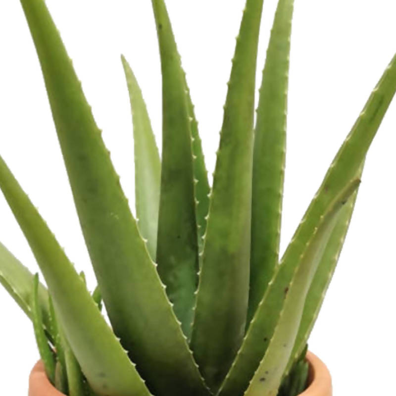 Aloe vera, Barbados or Medicinal Aloe, Burn Plant (0.5m)
