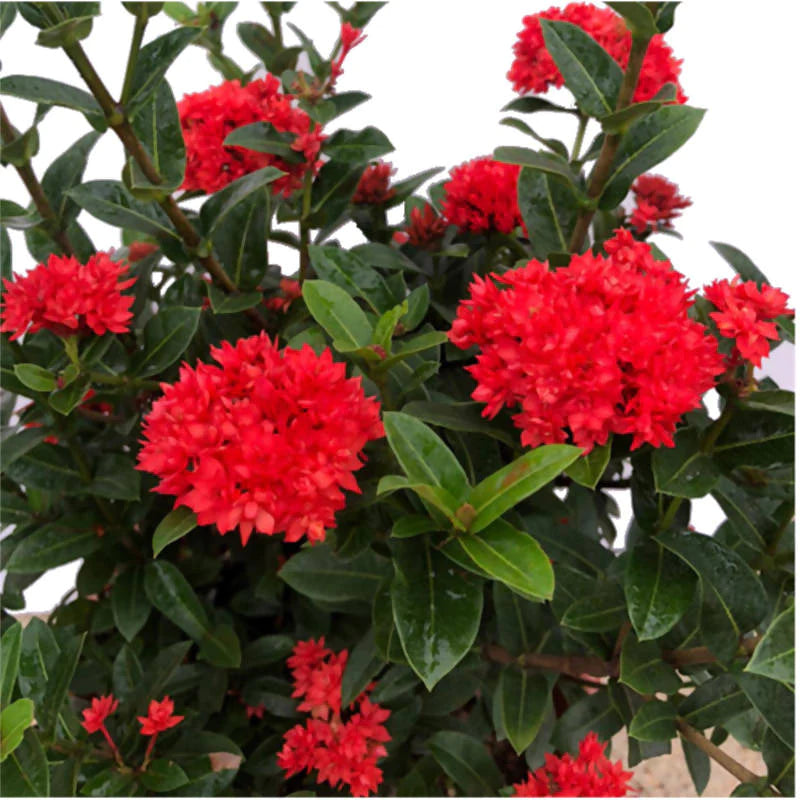 Ixora 'Crimson Star' (0.55m)