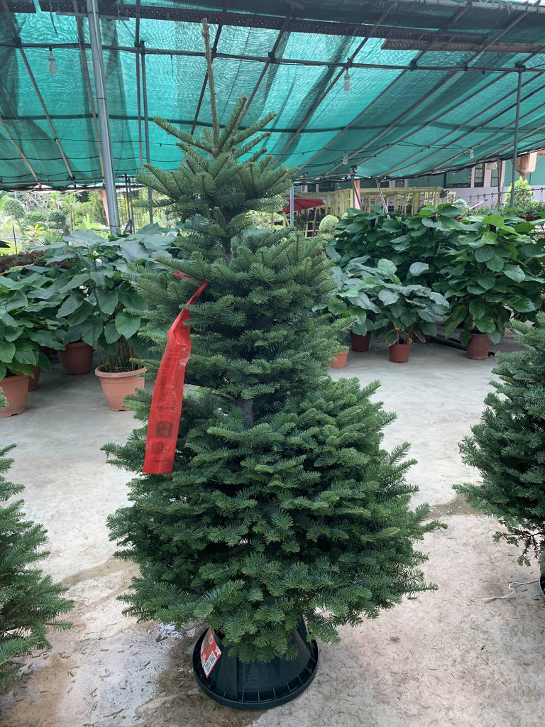 Noble Fir Christmas Tree (5FT - 12FT)