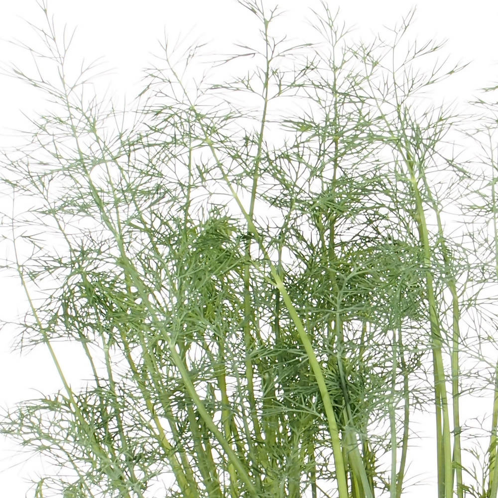 Anethum graveolens, Dill Plant (0.4m)