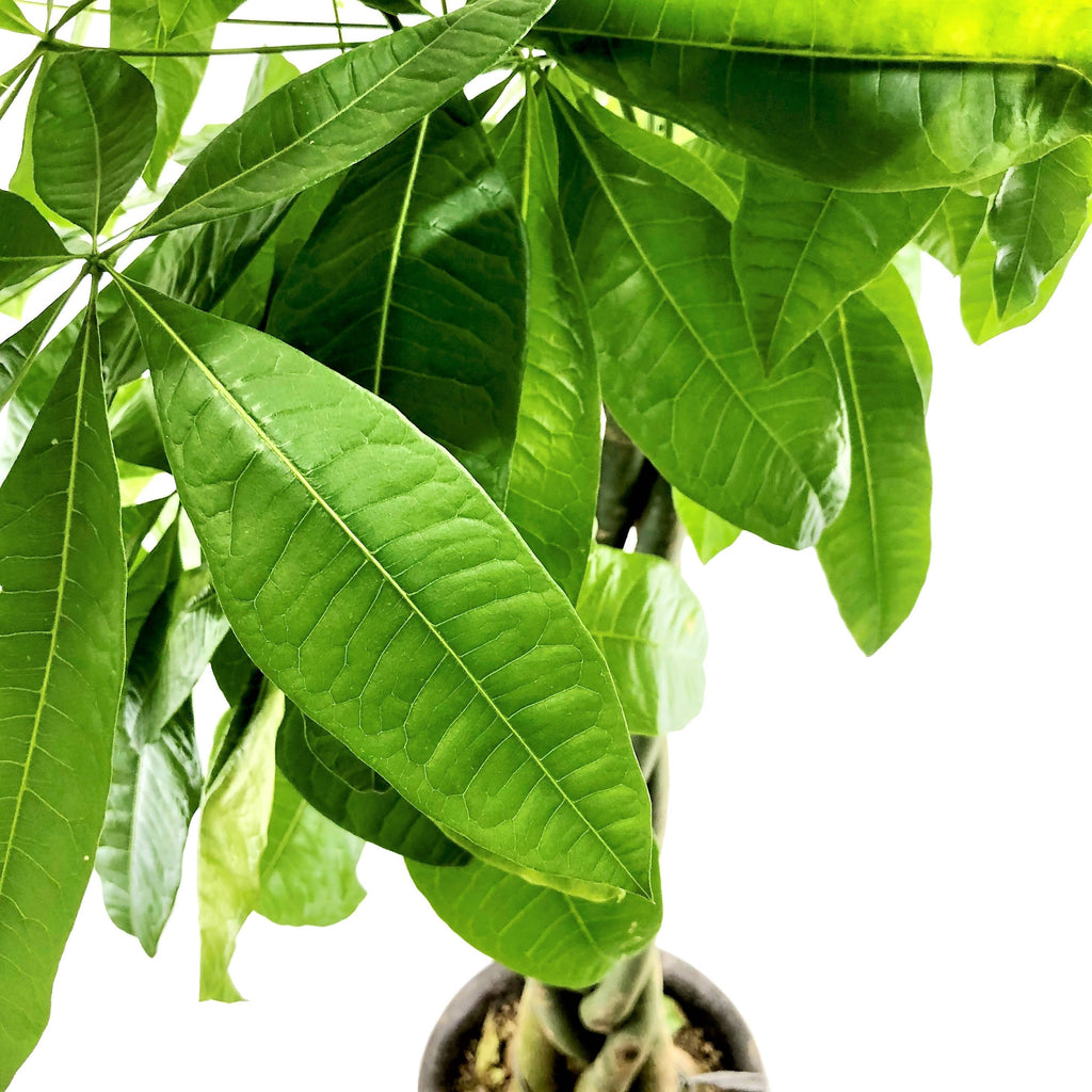 Pachira aquatica, Money Tree [发财树] (1.5m)