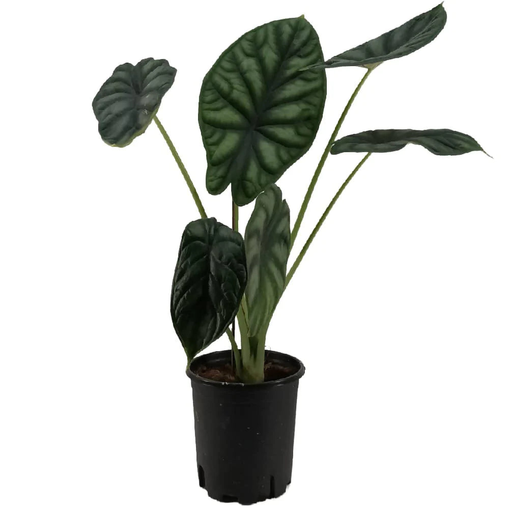 Alocasia baginda Dragon Scale (0.35m)