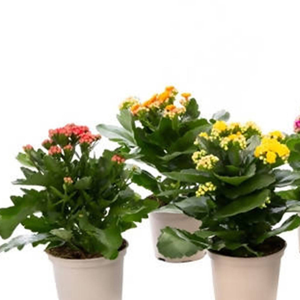 Kalanchoe Assorted Colour (0.2m)