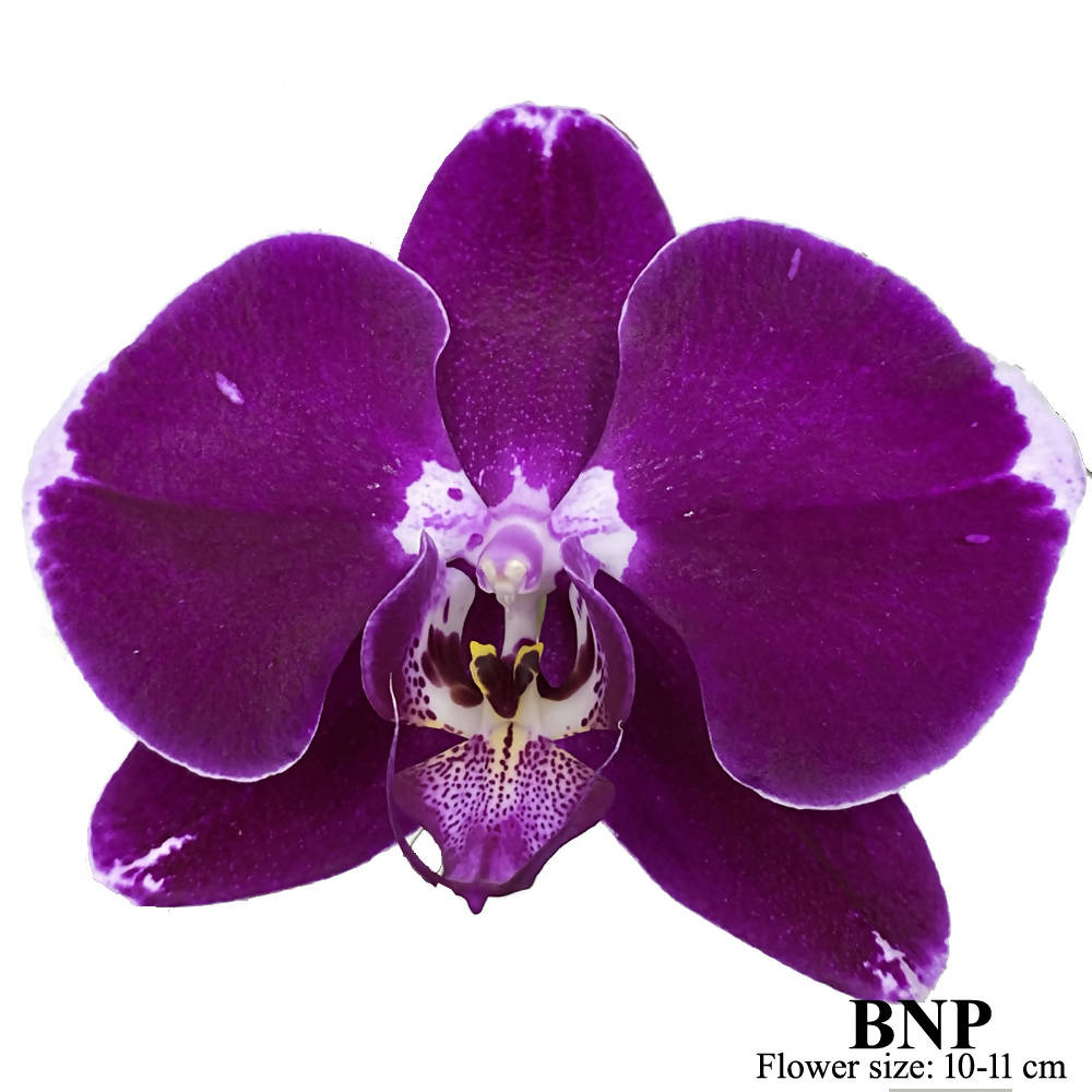 2 in 1 Phalaenopsis BNP with pot