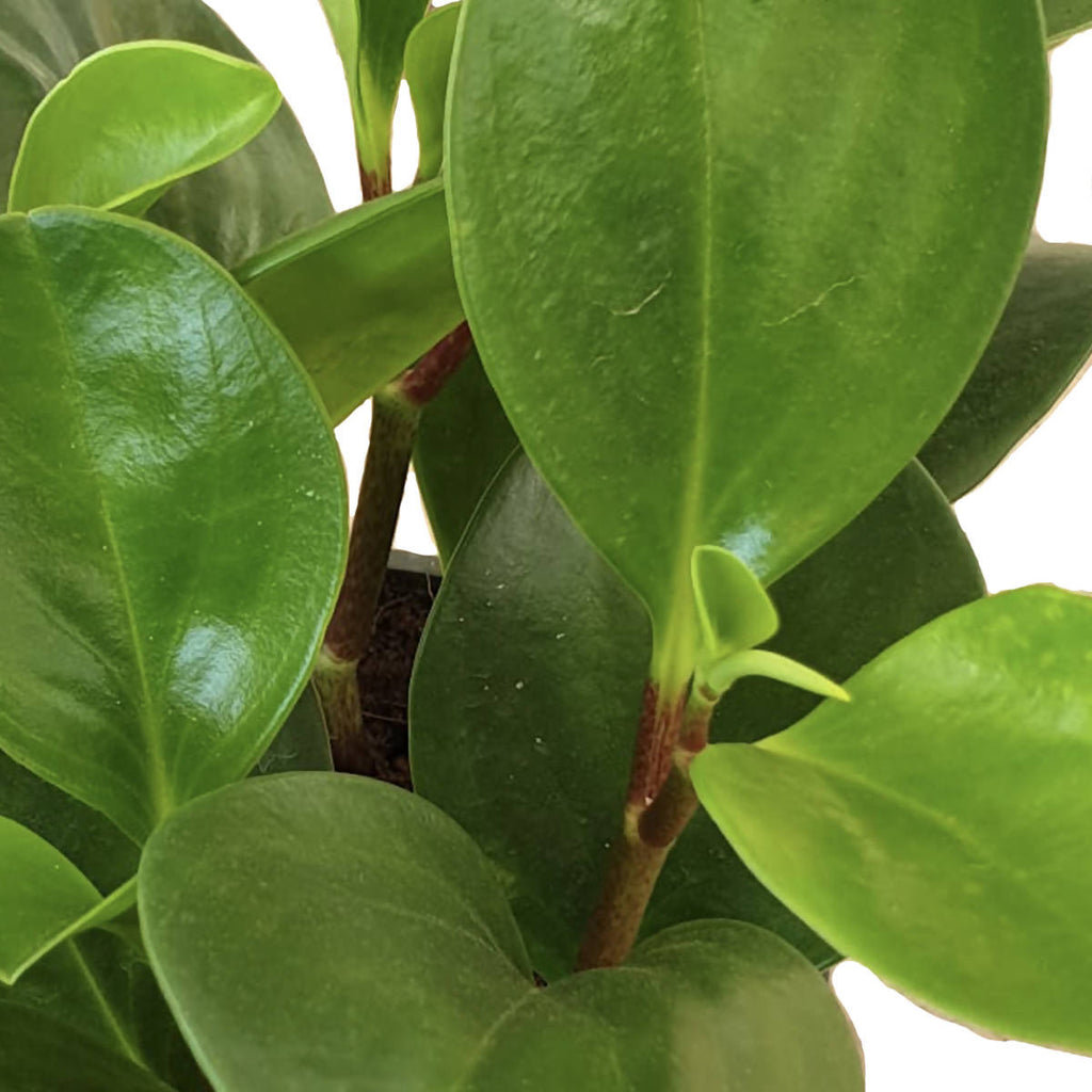 Peperomia Obtusifolia (0.12m)