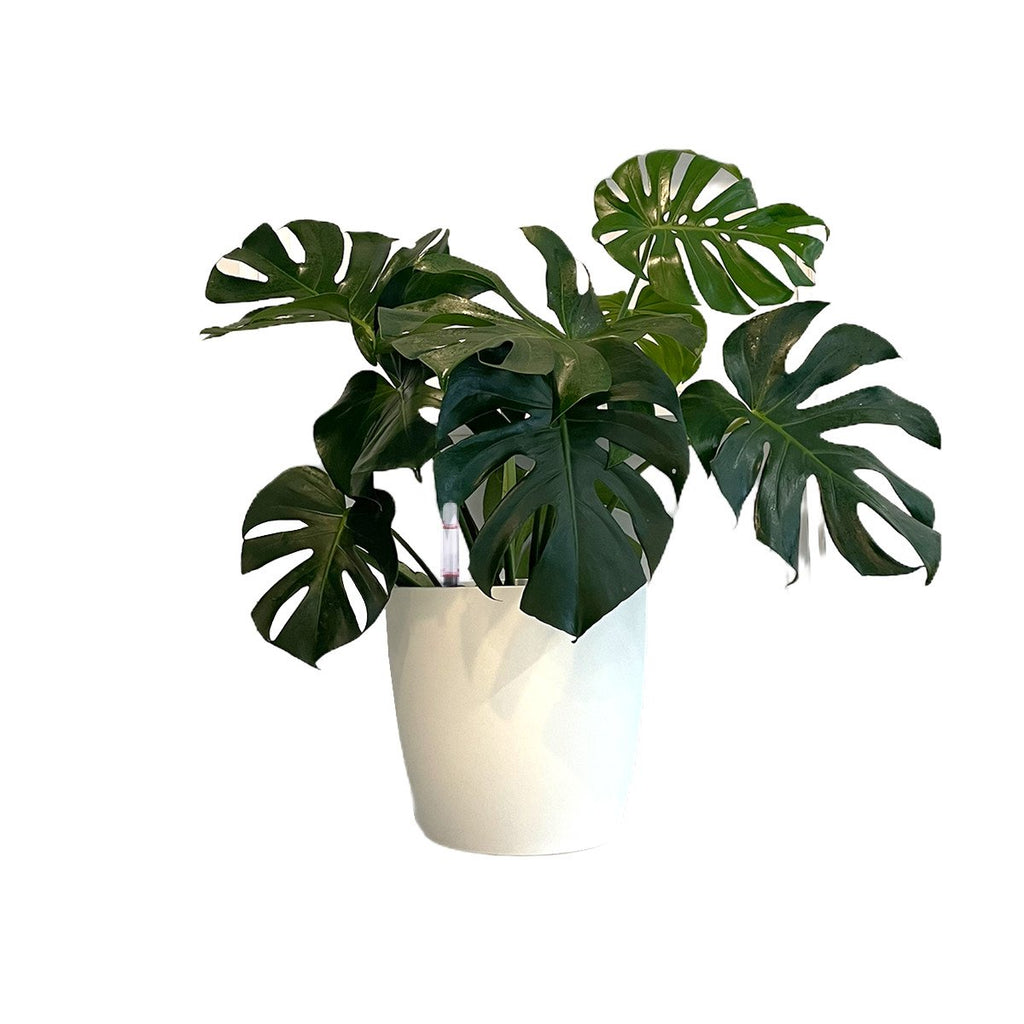 Monstera Deliciosa in White Brussels Round 30cm (0.6m)