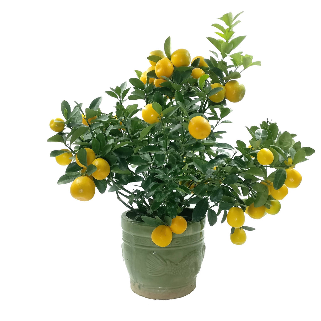 [PRE- ORDER] Dragon Heart Lime 龙胆桔 in 8 Inch Green Pot, Table Top (0.3m - 0.5m)