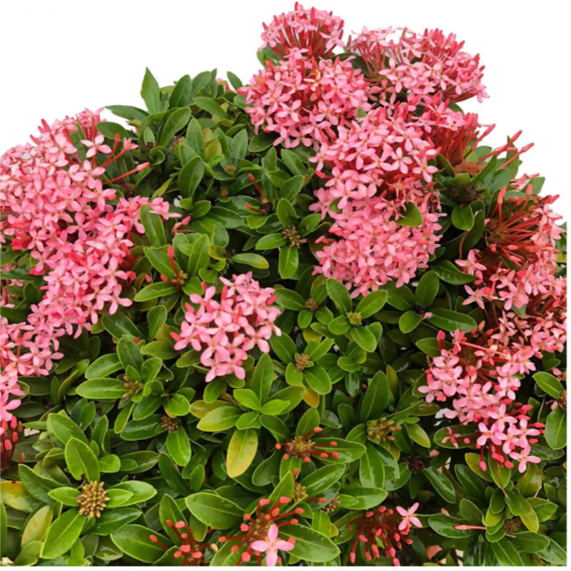 Ixora 'Dwarf Pink' (0.5m)