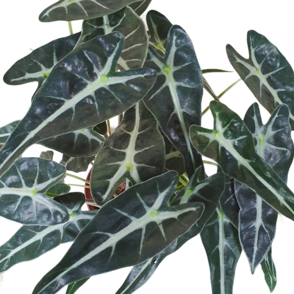 Alocasia Amazonica in Grey Milan Planter S
