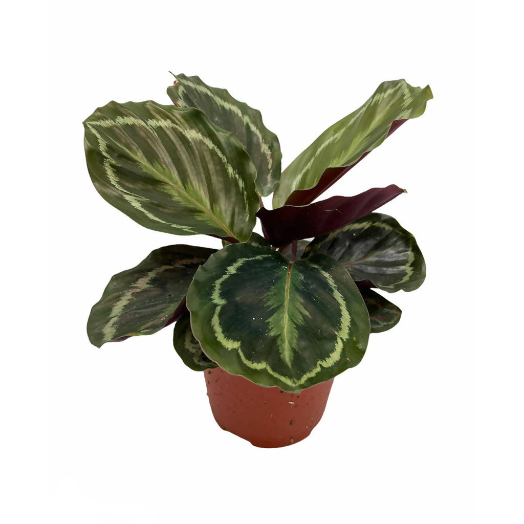 Calathea medallion (0.25mH)