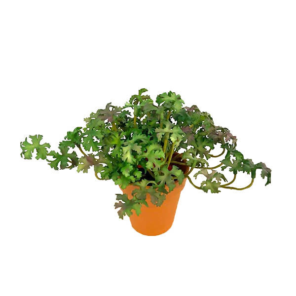 Artificial Potted Parsley (0.15m)