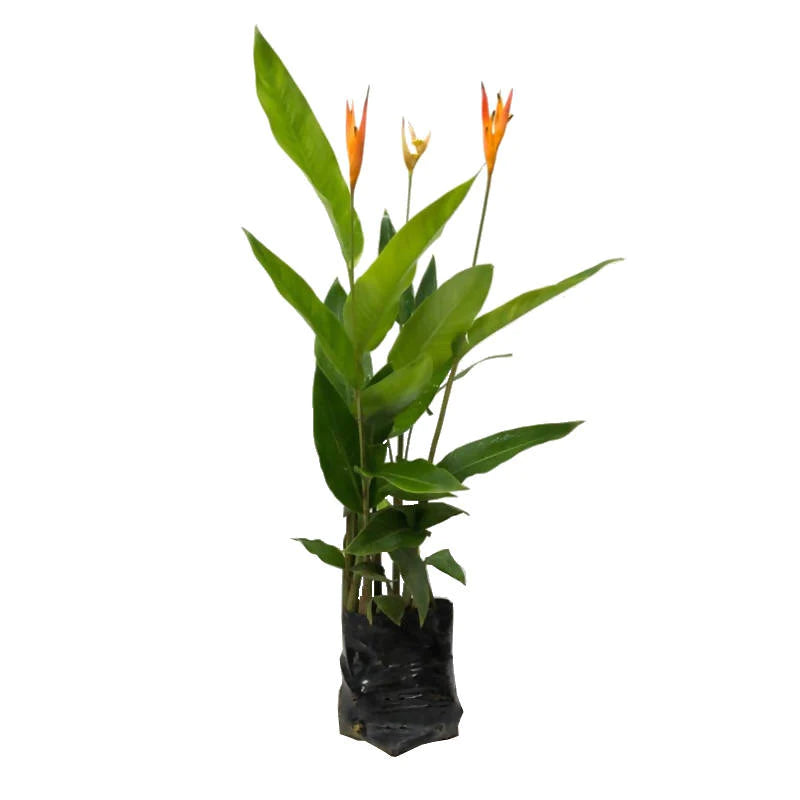 Heliconia 'American Dwarf' (0.45m)