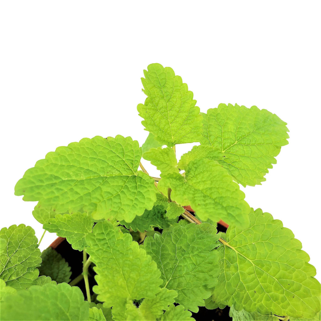 Melissa officinalis, Lemon Balm (0.15m)