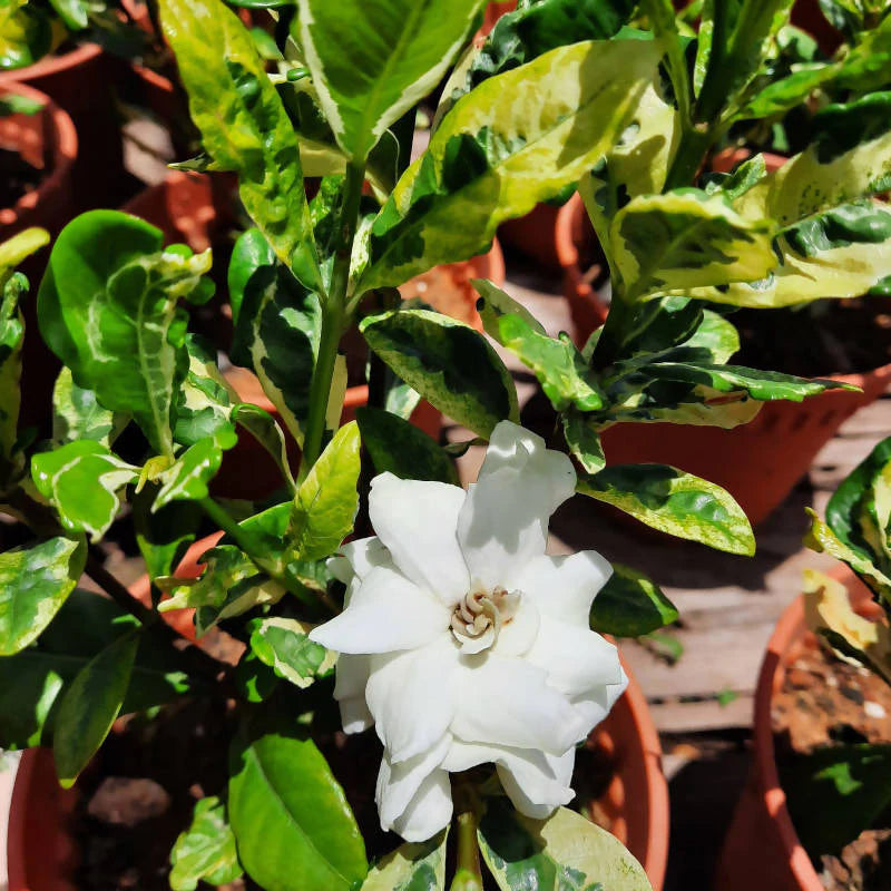 Gardenia jasminoides 'Variegata', Gardenia augusta (0.3m)