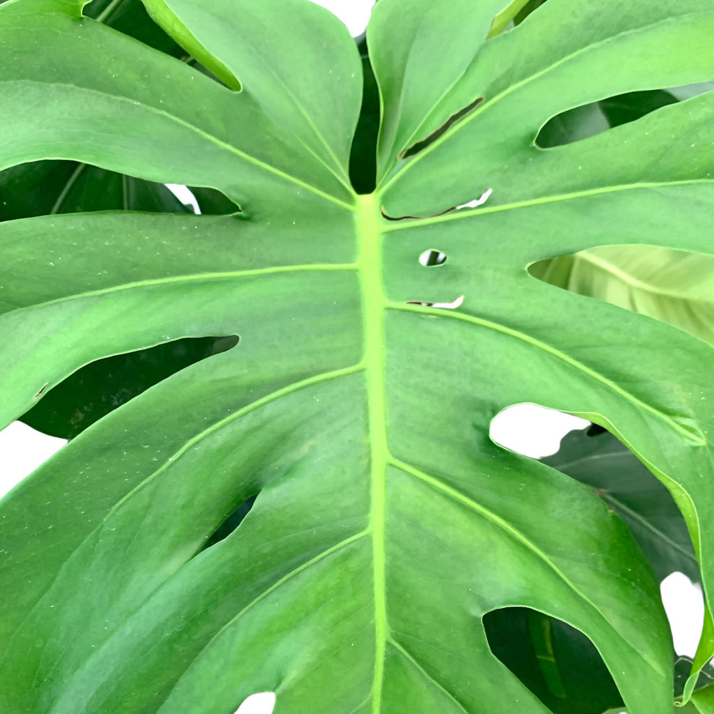 Monstera Deliciosa in White Brussels Diamond Round 30cm (0.9m)