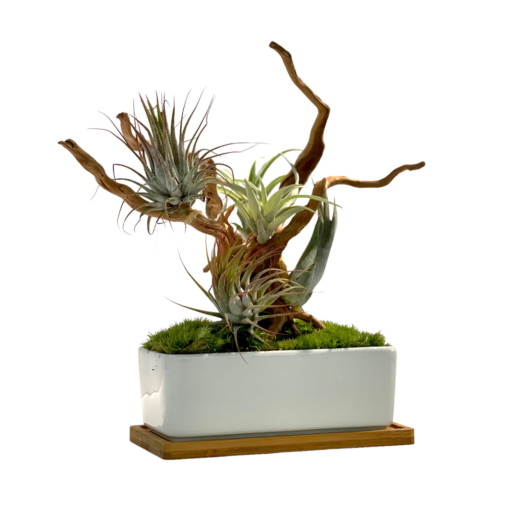 Air Plant Bonsai