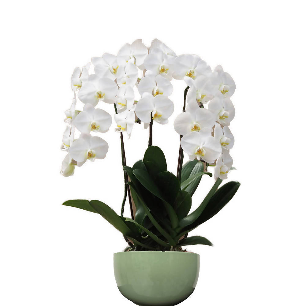 3 in 1 Phalaenopsis White in ceramic pot, Moth Orchid Arrangement