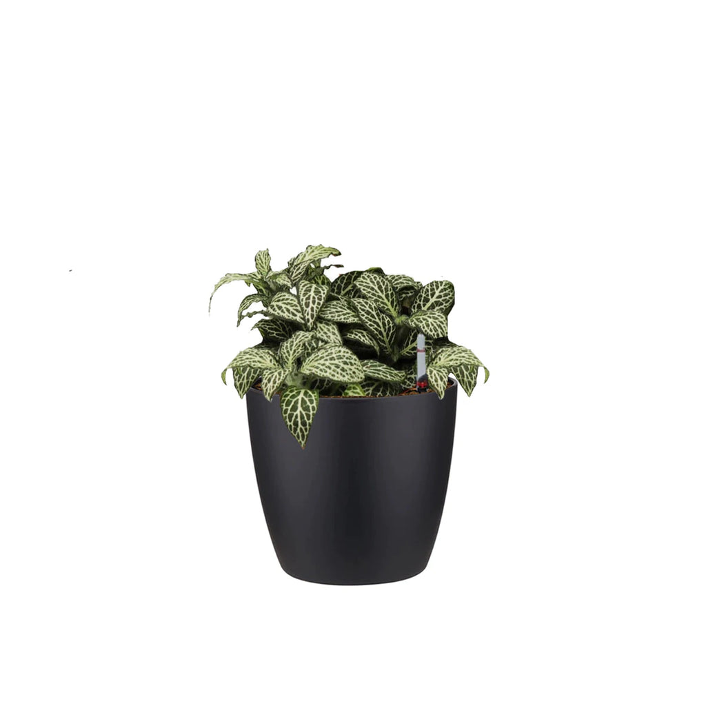 Fittonia Green in Living Black Brussels Round Mini 12.5cm