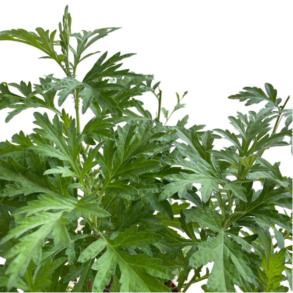 Artemisia vulgaris, Common Mugwort 艾草 (0.4mH)