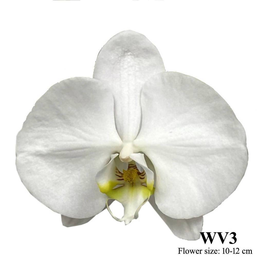 3 in 1 Phalaenopsis White in ceramic pot, Moth Orchid Arrangement