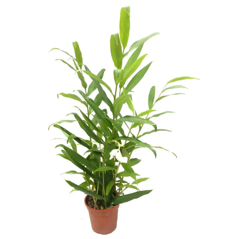 Hedychium coronarium, Ginger Lily, Butterfly Ginger, White Ginger (0.65m)