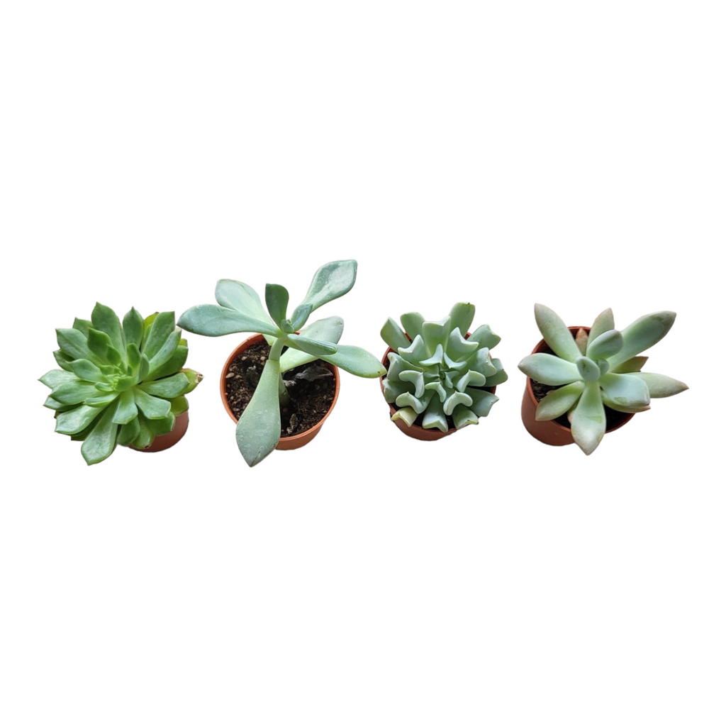 LeGrow 4-in-1 with Assorted Succulents & Cacti