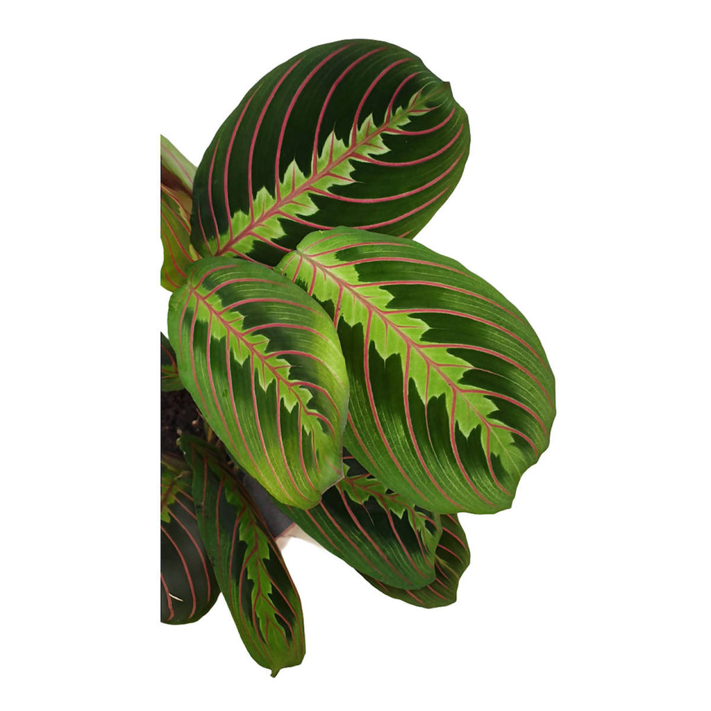 Maranta Fascinator, Prayer Plant (0.3mH)