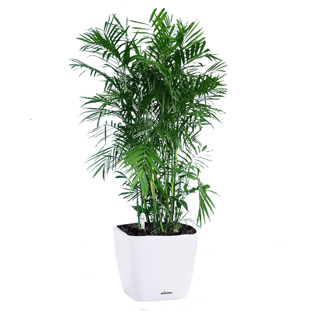 Bamboo Palm in Dumpy Square Series 45cm in White (1.6m)
