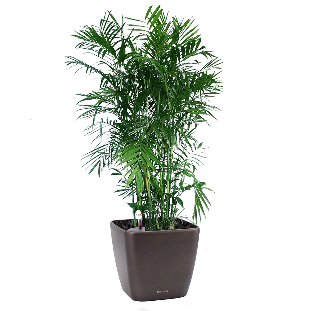 Bamboo Palm in Dumpy Square Series 45cm in black (1.6m)