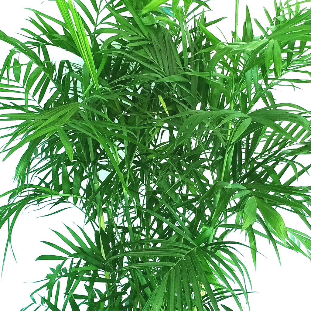 Bamboo Palm in Dumpy Square Series 45cm in White (1.6m)