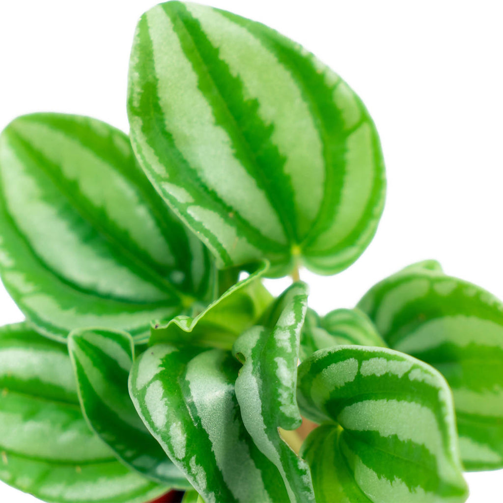 Peperomia argyreia 'Watermelon Peperomia' (0.25m)