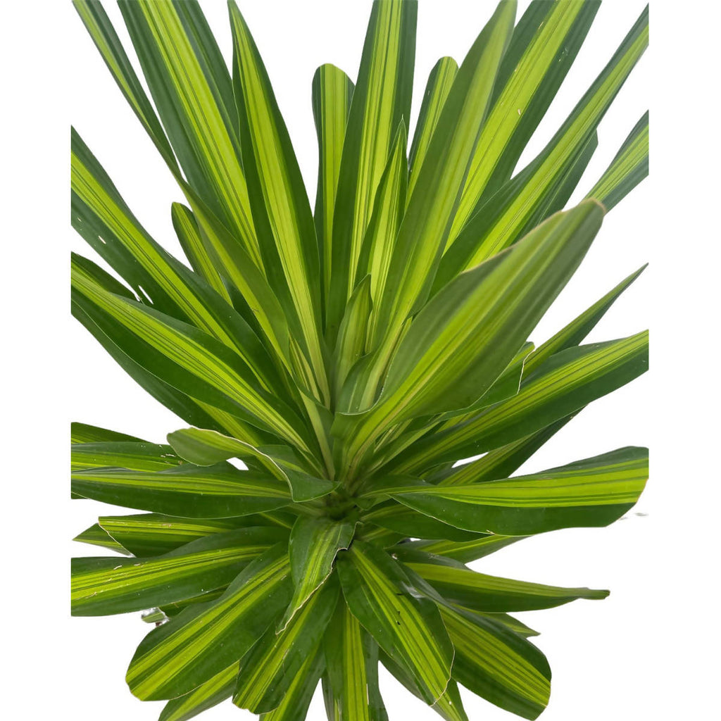 Dracaena Gymis Var. (1.4m)
