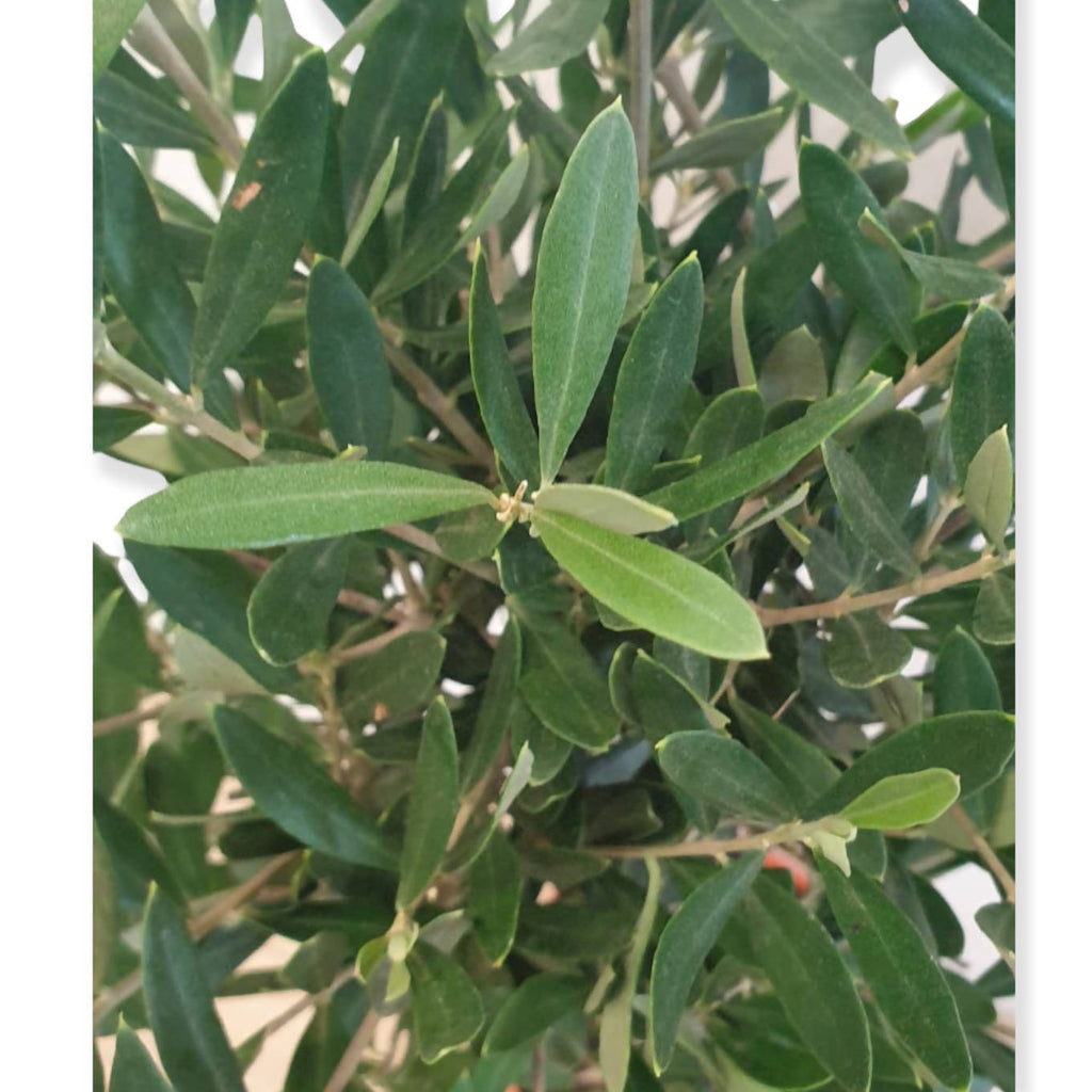 Olea europaea, Olive Tree (0.8m)