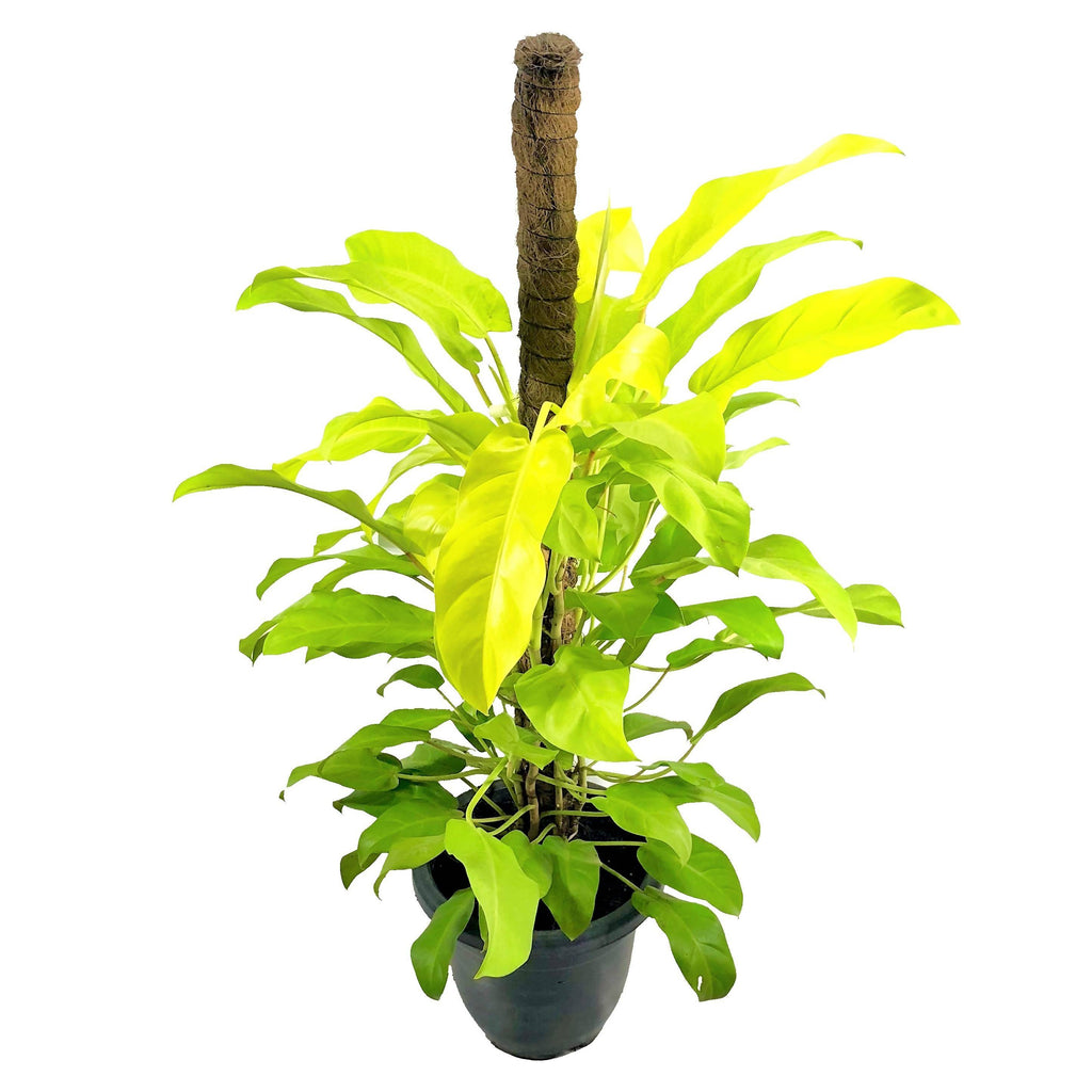 Philodendron erubescens 'Gold', Blushing Philodendron (0.9m)