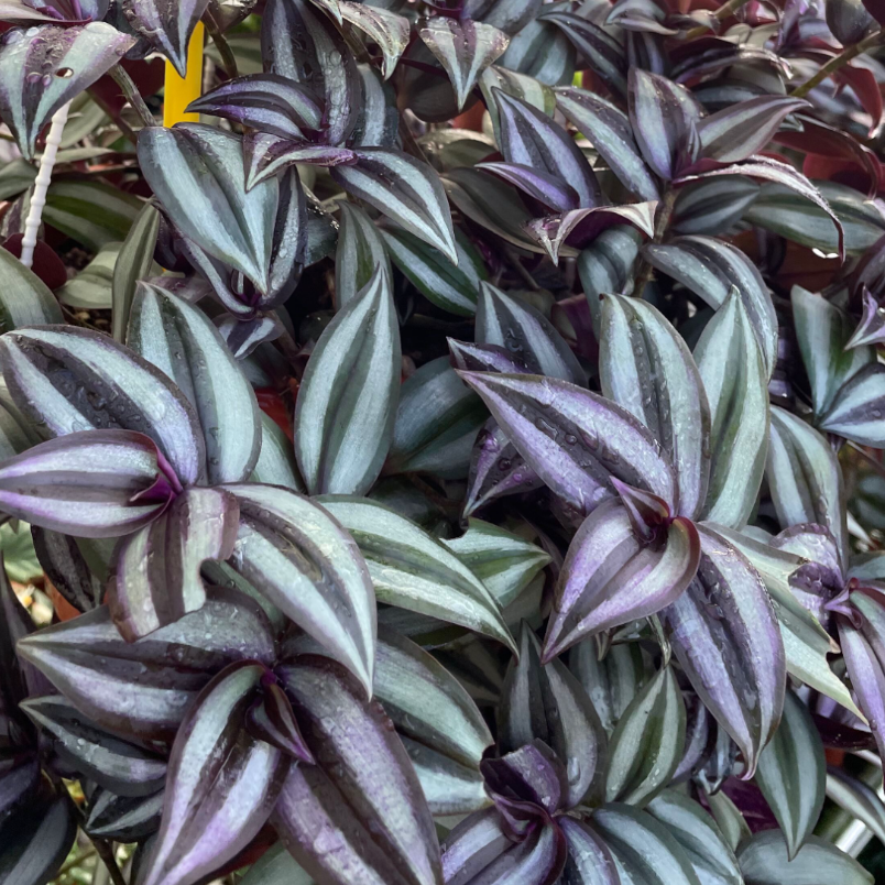 Tradescantia Zebrina Bosse, Wandering Jew (0.6m)