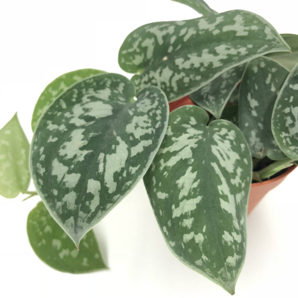 Scindapsus pictus 'Argyraeus', Satin pothos (0.05m)