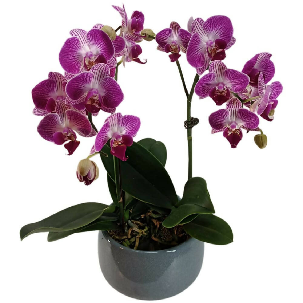 2 Mini Phalaenopsis in Pot