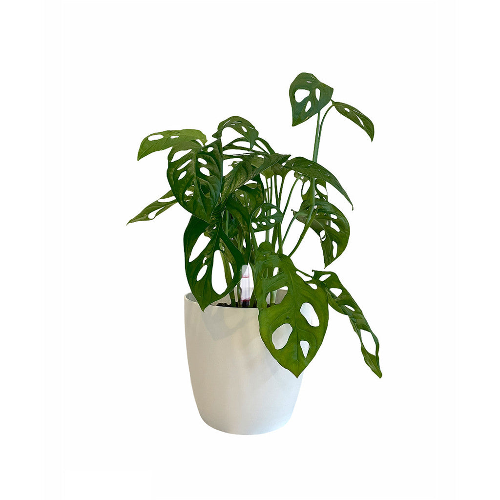 Monstera Adansonii in White Brussels Round 14cm (0.2m)