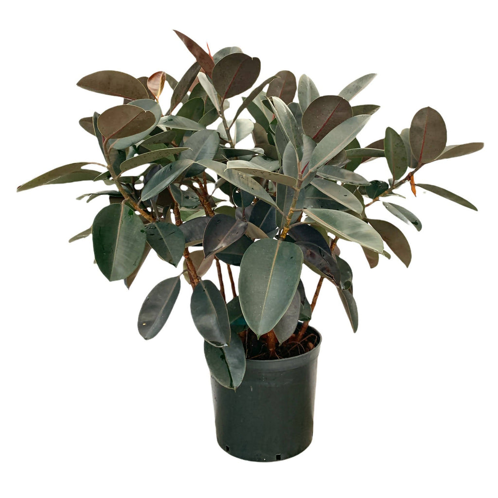 Ficus elastica burgundy, Multi-stems (1.0m)