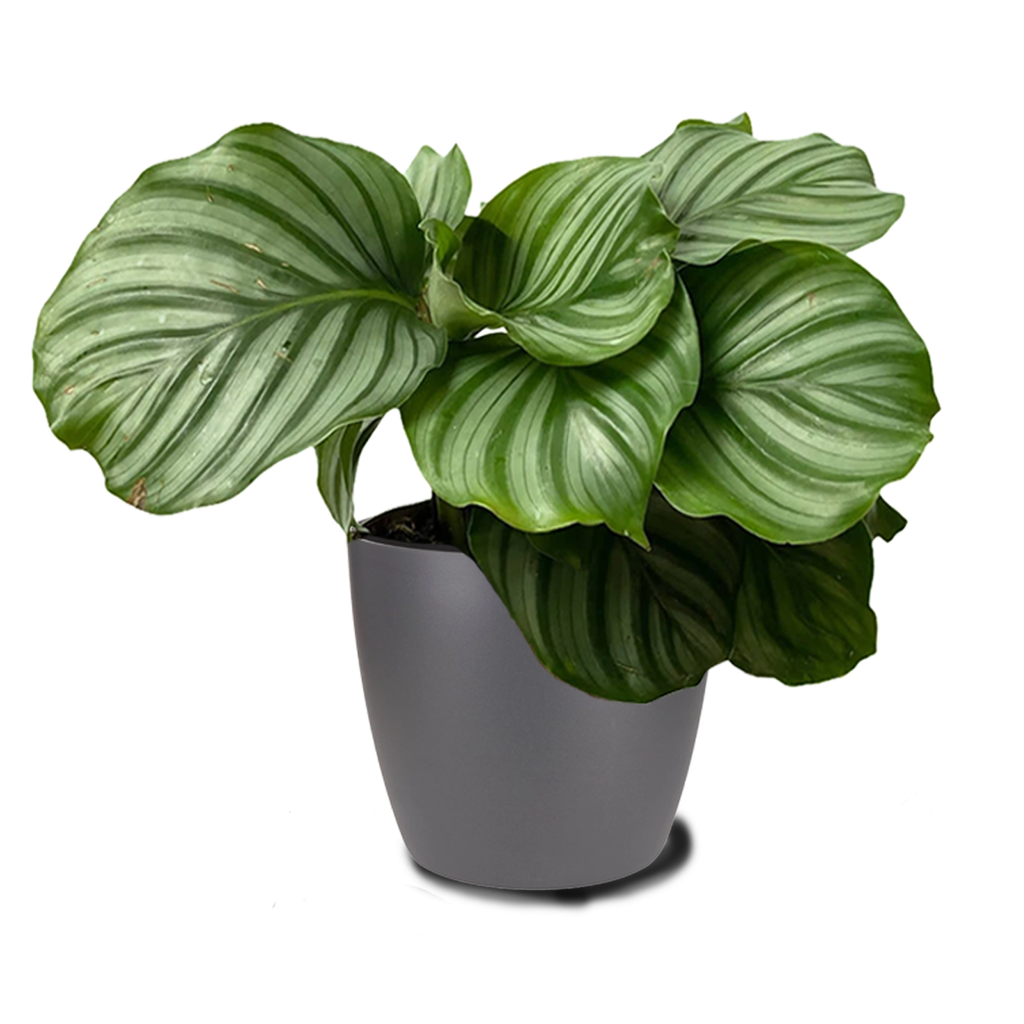 Calathea Orbifolia in Anthracite Brussels Round 16cm (0.5m)