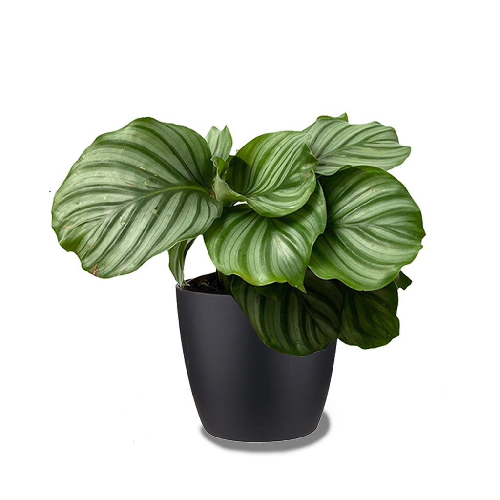 Calathea Orbifolia in Living Black Brussels Round 16cm