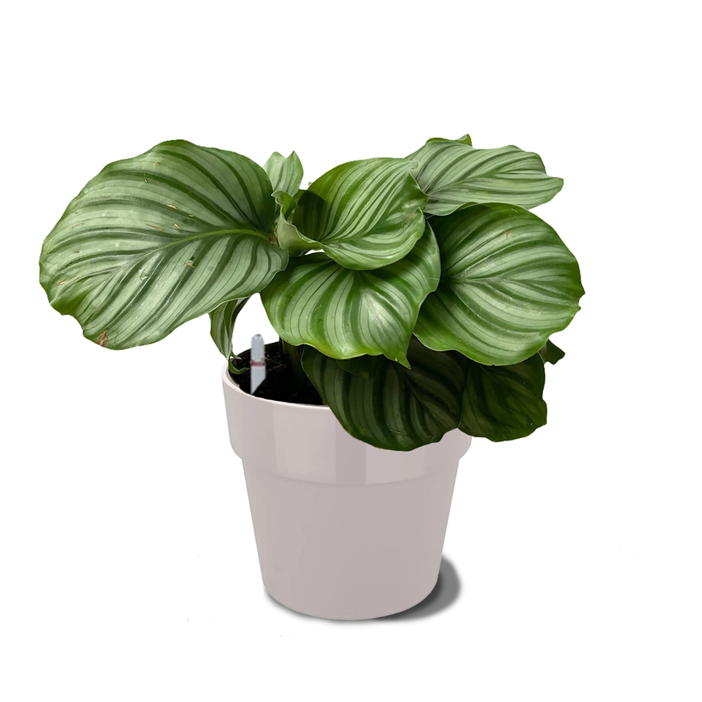 Calathea Orbifolia in Warm Grey B. for Original Round 18cm