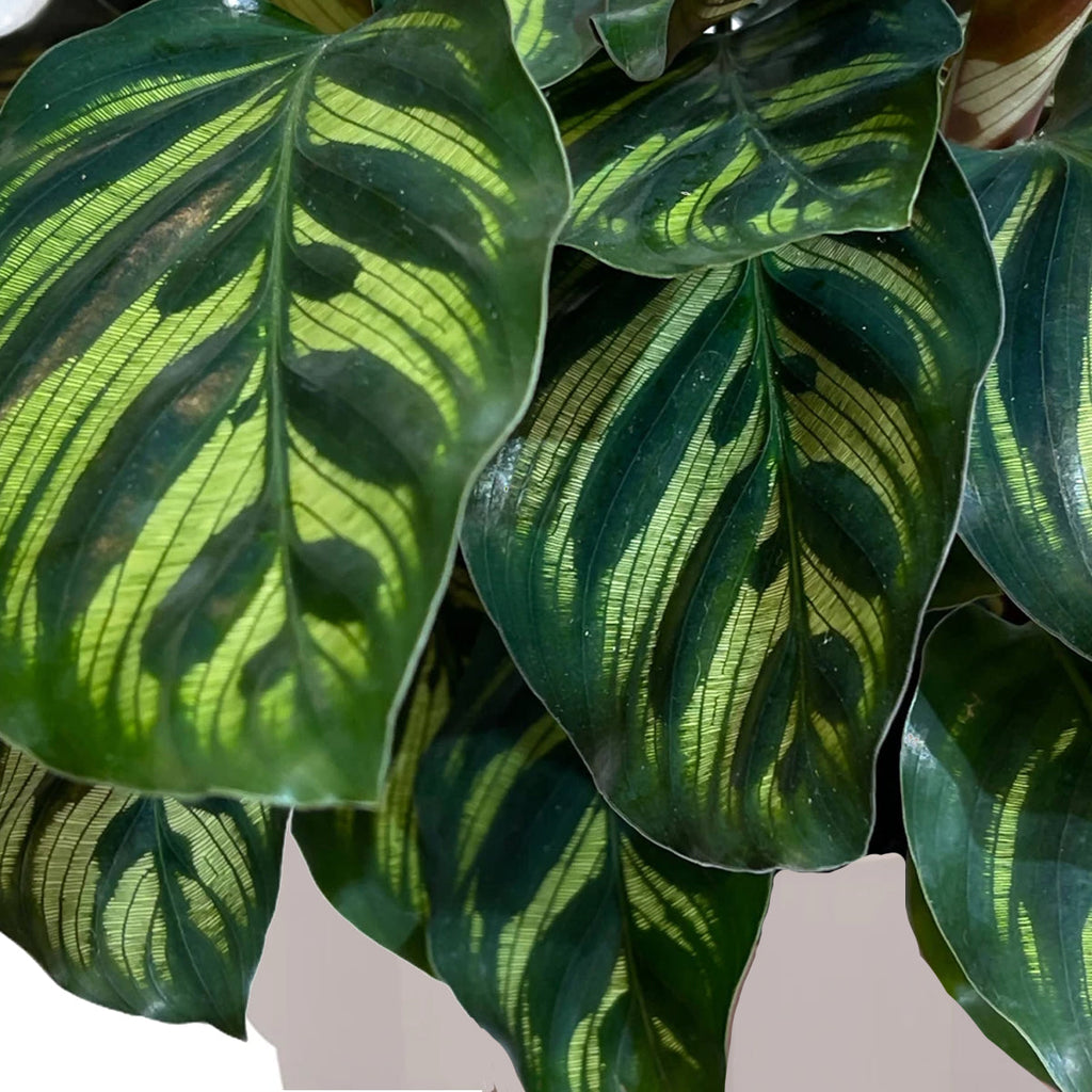 Calathea makoyana in Warm Grey B. for Original Round 18cm (0.25m)