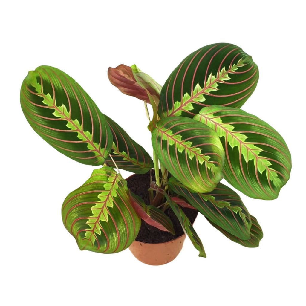 Maranta Fascinator, Prayer Plant (0.3mH)