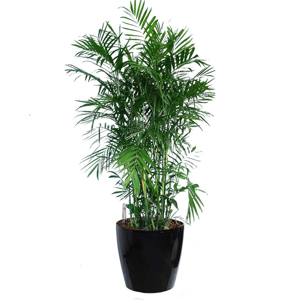 Bamboo Palm in Dumpy Round Series 45cm in black (1.6m)