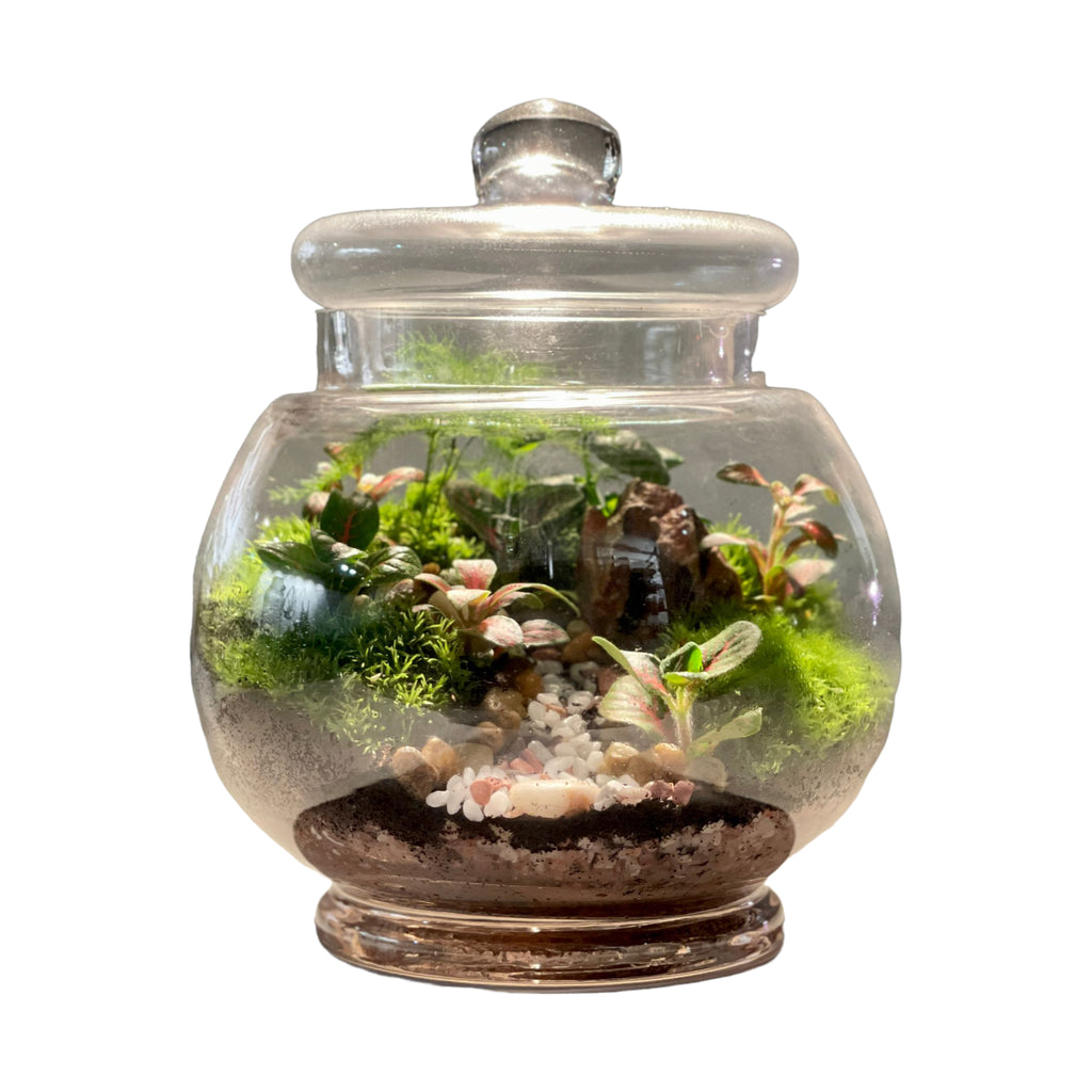 Small Close Spherical Terrarium